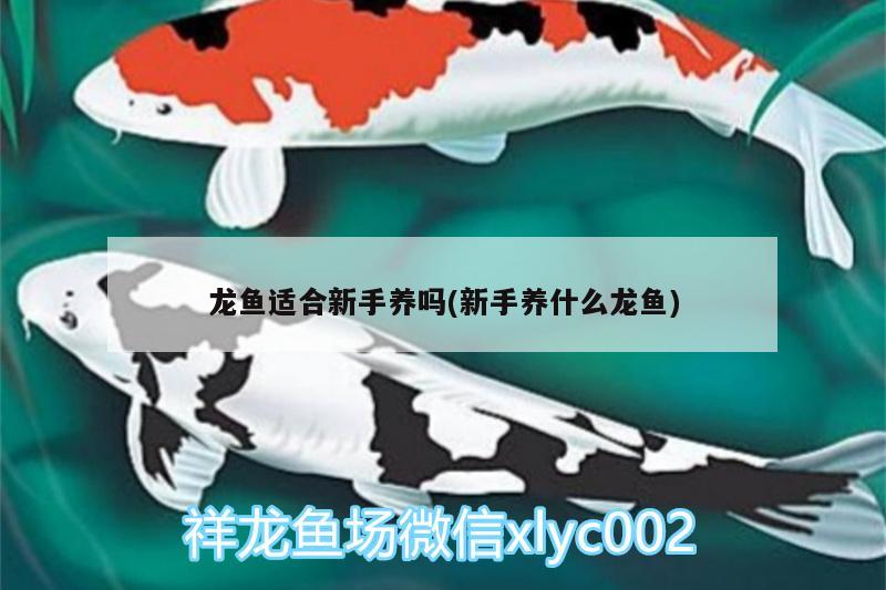 龍魚適合新手養(yǎng)嗎(新手養(yǎng)什么龍魚) BD魟魚 第1張