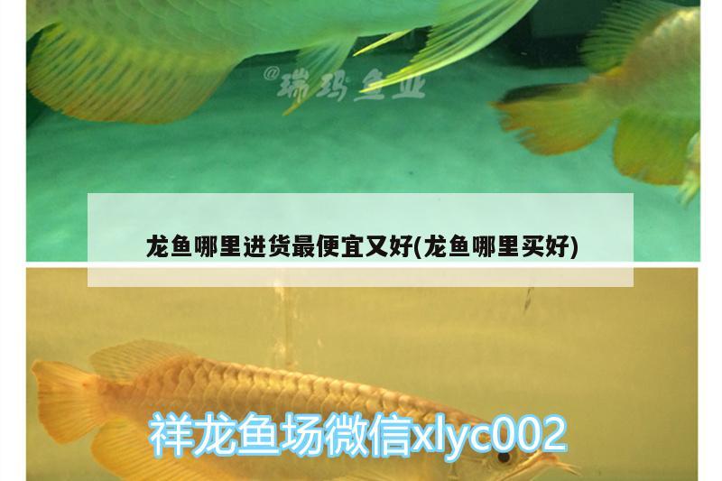 龍魚哪里進(jìn)貨最便宜又好(龍魚哪里買好)