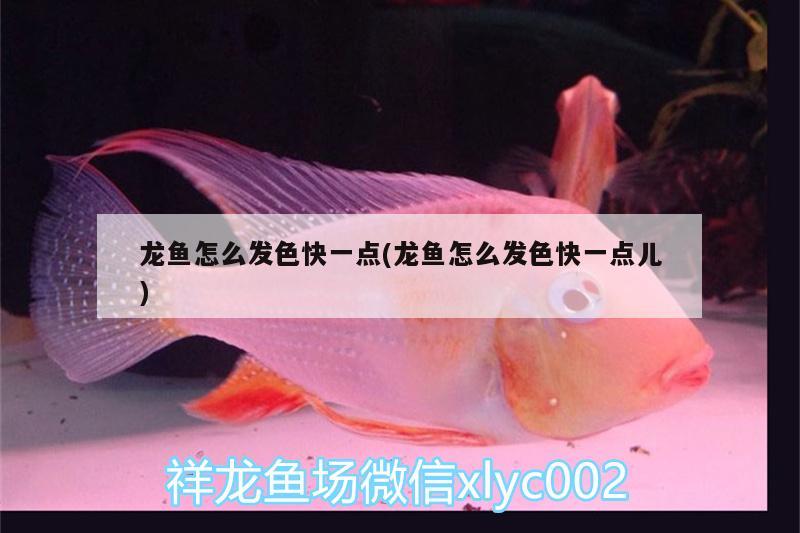 龍魚怎么發(fā)色快一點(龍魚怎么發(fā)色快一點兒)