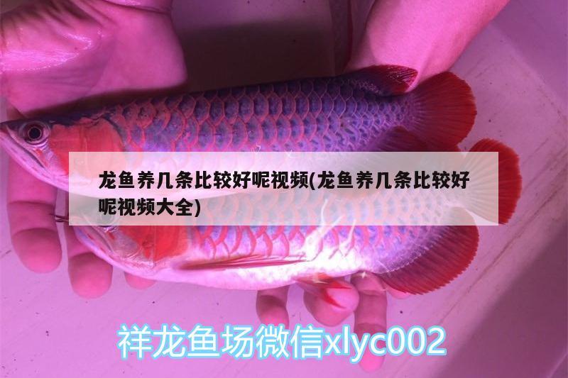 龍魚養(yǎng)幾條比較好呢視頻(龍魚養(yǎng)幾條比較好呢視頻大全) 吉羅魚批發(fā) 第3張