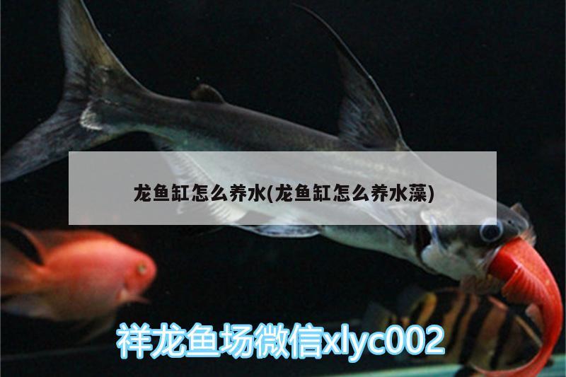 龍魚缸怎么養(yǎng)水(龍魚缸怎么養(yǎng)水藻)