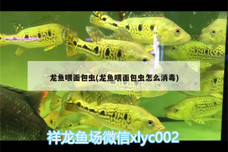 龍魚喂面包蟲(龍魚喂面包蟲怎么消毒) 黑帝王魟魚