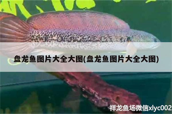 好的魚(yú)缸過(guò)濾器推薦 好的魚(yú)缸過(guò)濾器推薦品牌