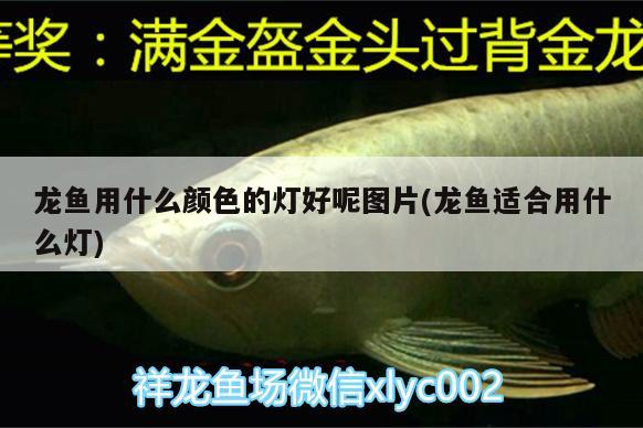 好的魚缸過濾器推薦 好的魚缸過濾器推薦品牌 養(yǎng)魚的好處 第1張