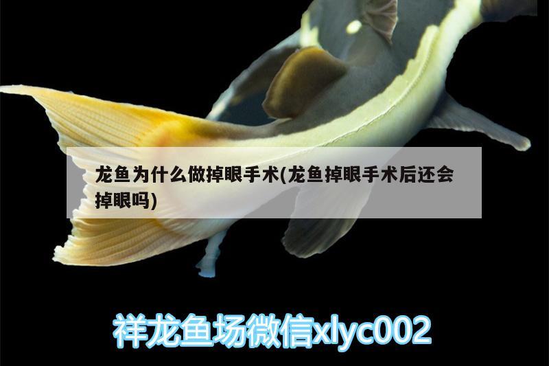 龍魚為什么做掉眼手術(shù)(龍魚掉眼手術(shù)后還會掉眼嗎)