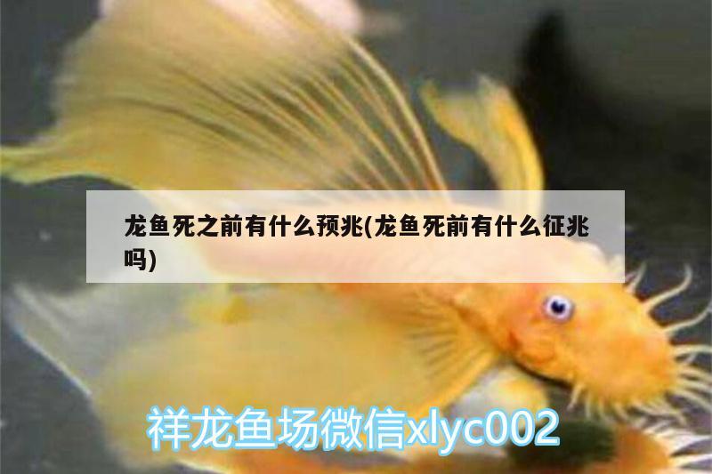 龍魚死之前有什么預(yù)兆(龍魚死前有什么征兆嗎) 魚缸等水族設(shè)備