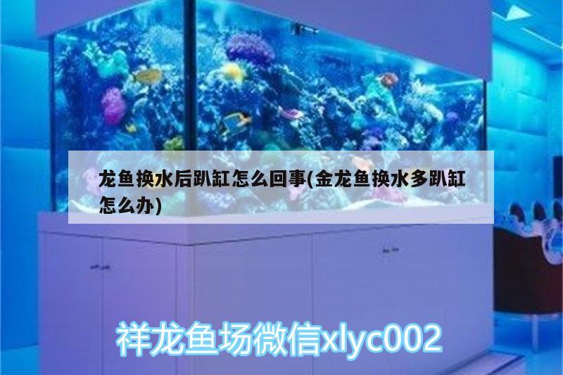 龍魚換水后趴缸怎么回事(金龍魚換水多趴缸怎么辦)