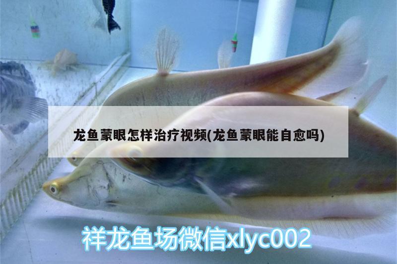 龍魚蒙眼怎樣治療視頻(龍魚蒙眼能自愈嗎) 蘇虎