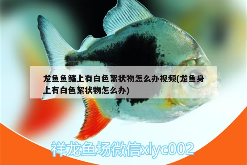 龍魚魚鰭上有白色絮狀物怎么辦視頻(龍魚身上有白色絮狀物怎么辦)