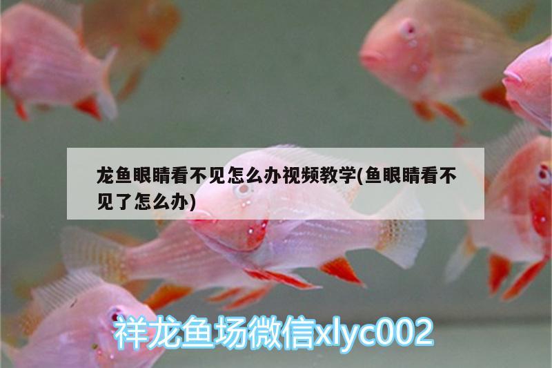 龍魚眼睛看不見怎么辦視頻教學(xué)(魚眼睛看不見了怎么辦)