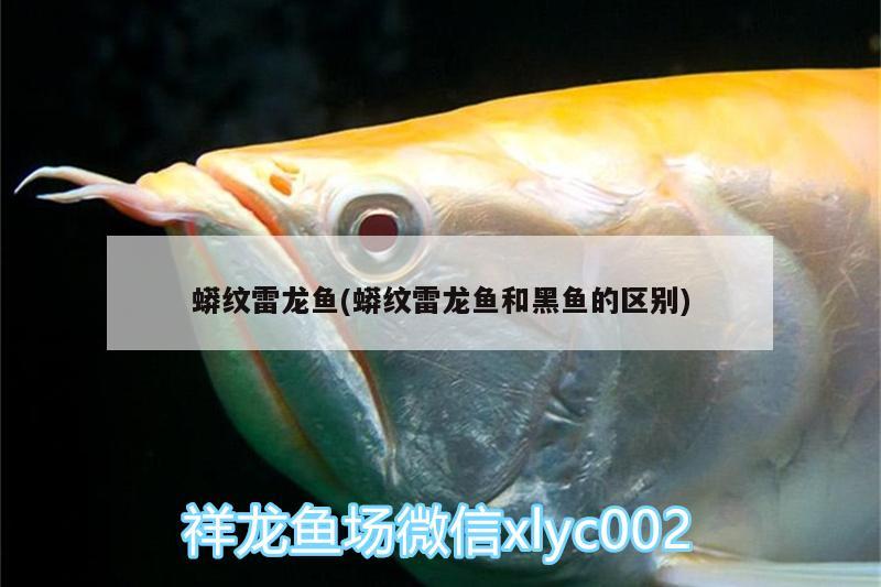 蟒紋雷龍魚(蟒紋雷龍魚和黑魚的區(qū)別)