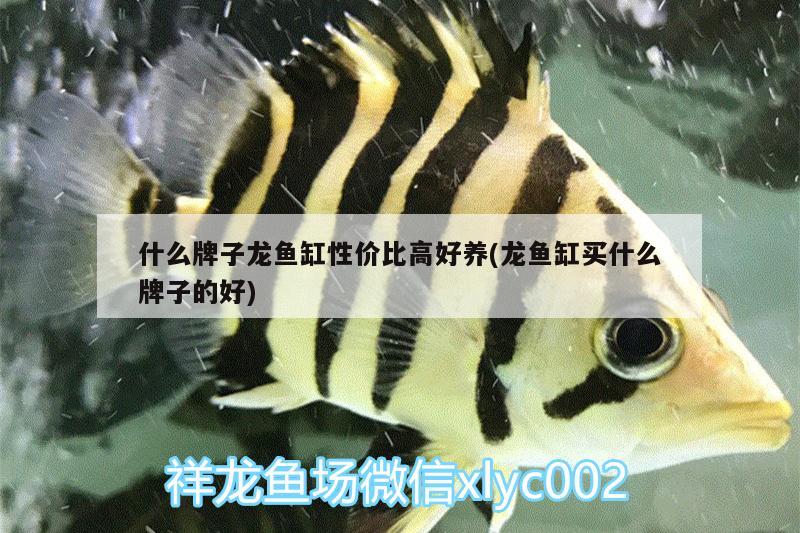 什么牌子龍魚(yú)缸性?xún)r(jià)比高好養(yǎng)(龍魚(yú)缸買(mǎi)什么牌子的好) 虎斑恐龍魚(yú)