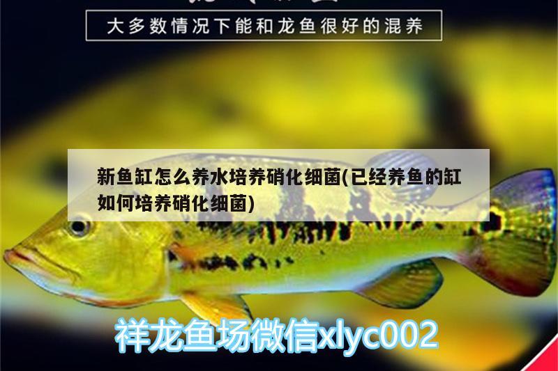 新魚缸怎么養(yǎng)水培養(yǎng)硝化細(xì)菌(已經(jīng)養(yǎng)魚的缸如何培養(yǎng)硝化細(xì)菌) 硝化細(xì)菌