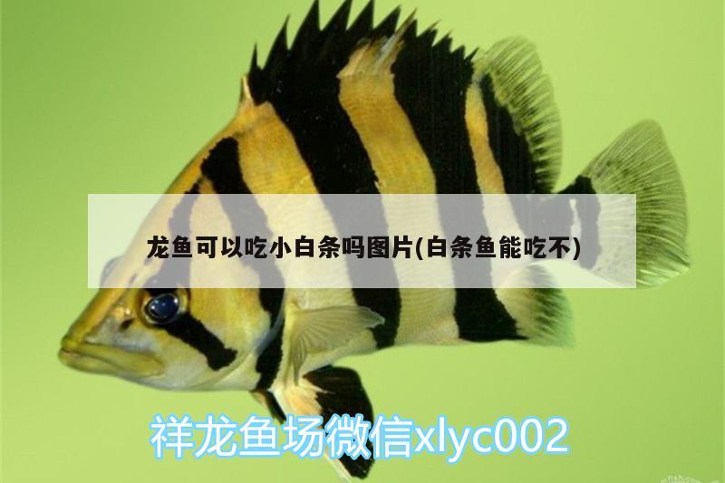 龍魚(yú)可以吃小白條嗎圖片(白條魚(yú)能吃不) 除藻劑