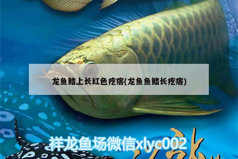 龍魚鰭上長紅色疙瘩(龍魚魚鰭長疙瘩) 蝴蝶鯉魚苗