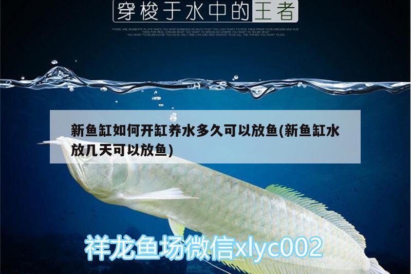 新魚缸如何開缸養(yǎng)水多久可以放魚(新魚缸水放幾天可以放魚) 青龍魚