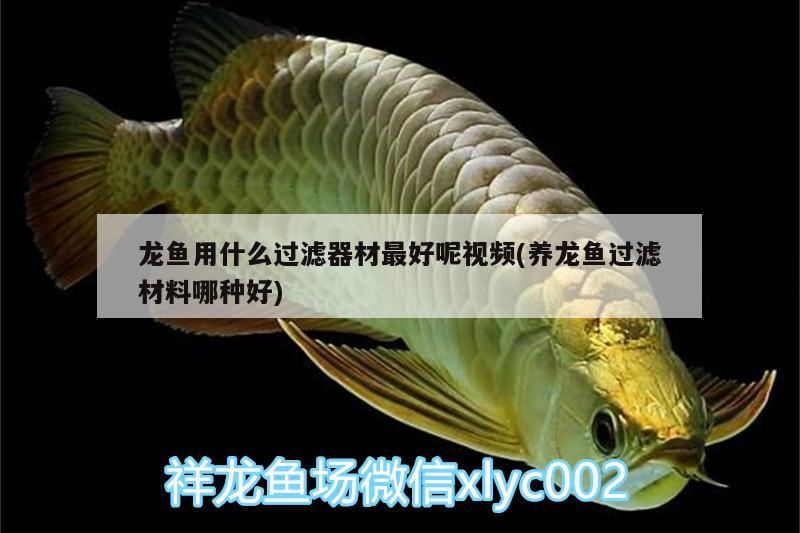 龍魚用什么過濾器材最好呢視頻(養(yǎng)龍魚過濾材料哪種好)