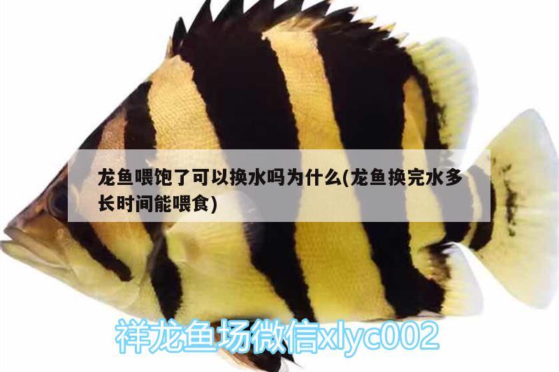 龍魚(yú)喂飽了可以換水嗎為什么(龍魚(yú)換完水多長(zhǎng)時(shí)間能喂食)