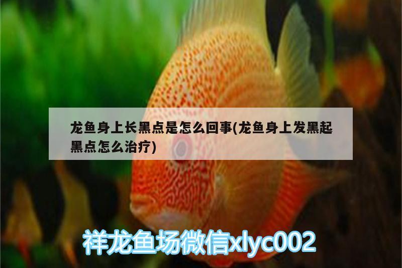 龍魚身上長黑點是怎么回事(龍魚身上發(fā)黑起黑點怎么治療)