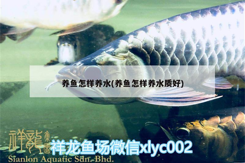 養(yǎng)魚怎樣養(yǎng)水(養(yǎng)魚怎樣養(yǎng)水質(zhì)好)