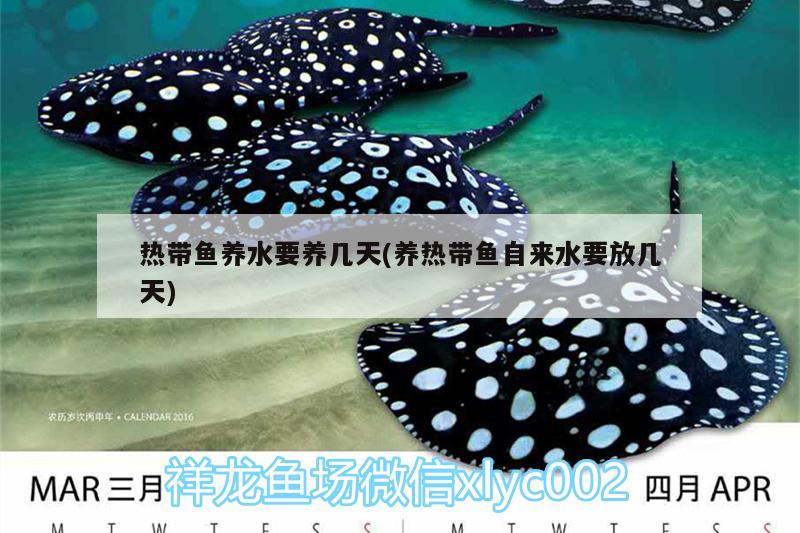 熱帶魚養(yǎng)水要養(yǎng)幾天(養(yǎng)熱帶魚自來水要放幾天) 硝化細(xì)菌