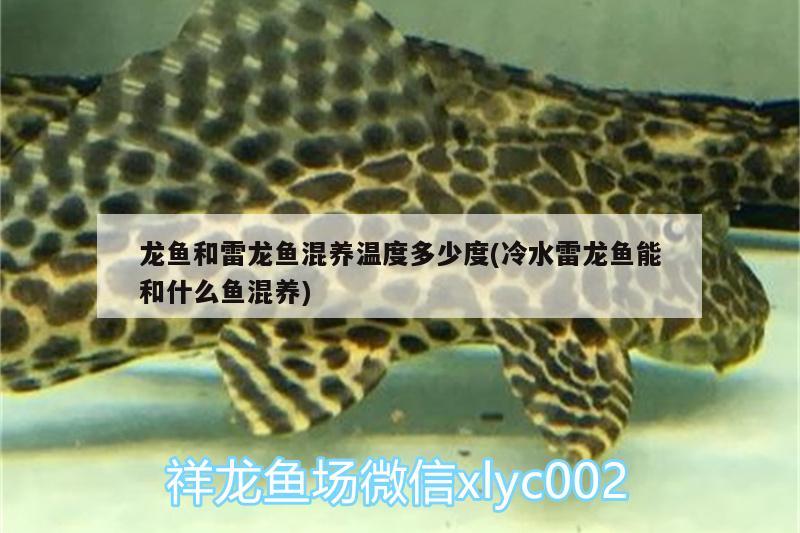 龍魚和雷龍魚混養(yǎng)溫度多少度(冷水雷龍魚能和什么魚混養(yǎng)) 黑帝王魟魚