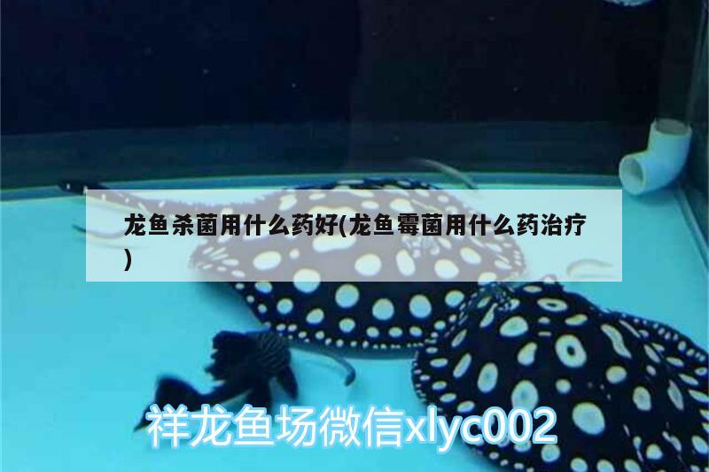 龍魚殺菌用什么藥好(龍魚霉菌用什么藥治療)