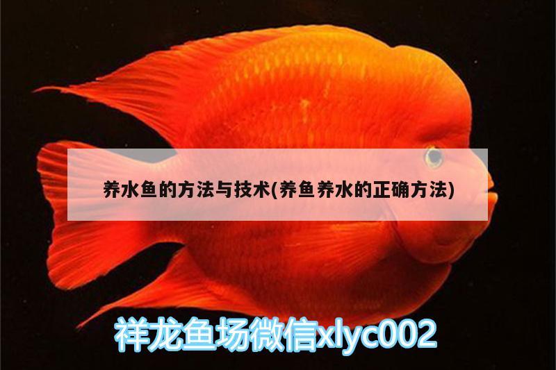 養(yǎng)水魚的方法與技術(養(yǎng)魚養(yǎng)水的正確方法) 朱巴利魚苗