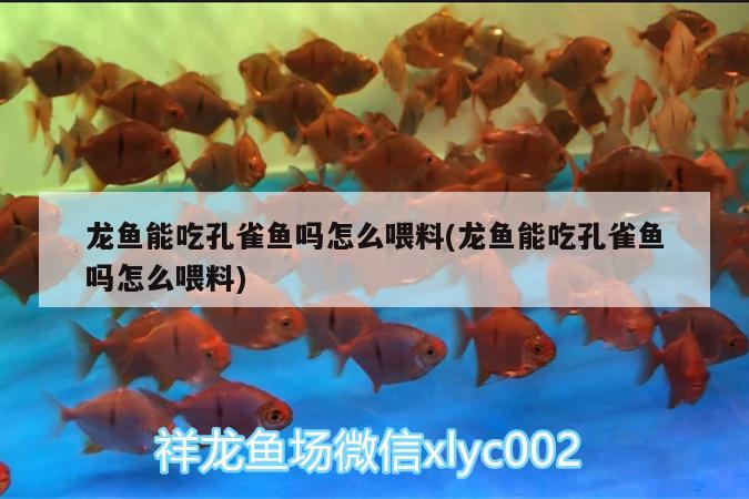 龍魚能吃孔雀魚嗎怎么喂料(龍魚能吃孔雀魚嗎怎么喂料) 豹紋夫魚苗