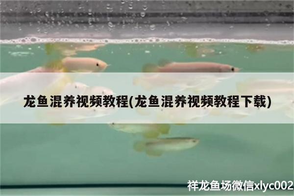 吊蘭可以放在魚缸里嗎視頻(吊蘭可以放在魚缸里嗎視頻播放)