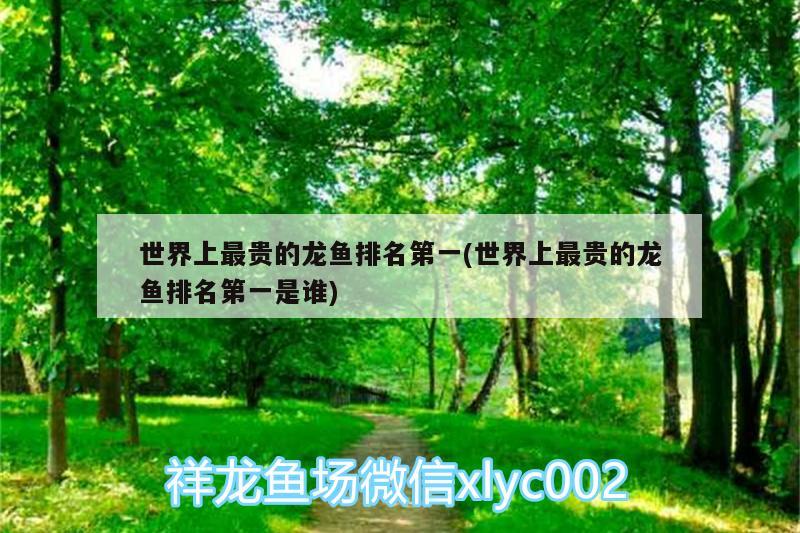 大師們您如何評價這條魚？ 其它水族用具設備 第2張