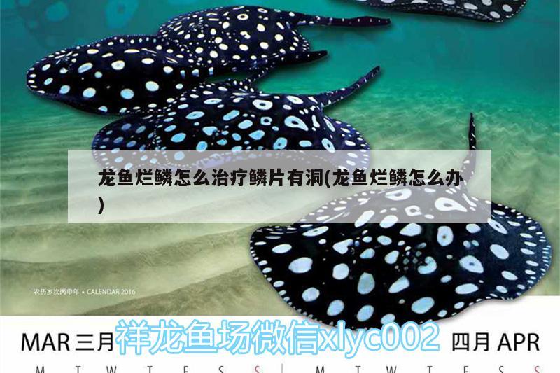 龍魚(yú)爛鱗怎么治療鱗片有洞(龍魚(yú)爛鱗怎么辦)