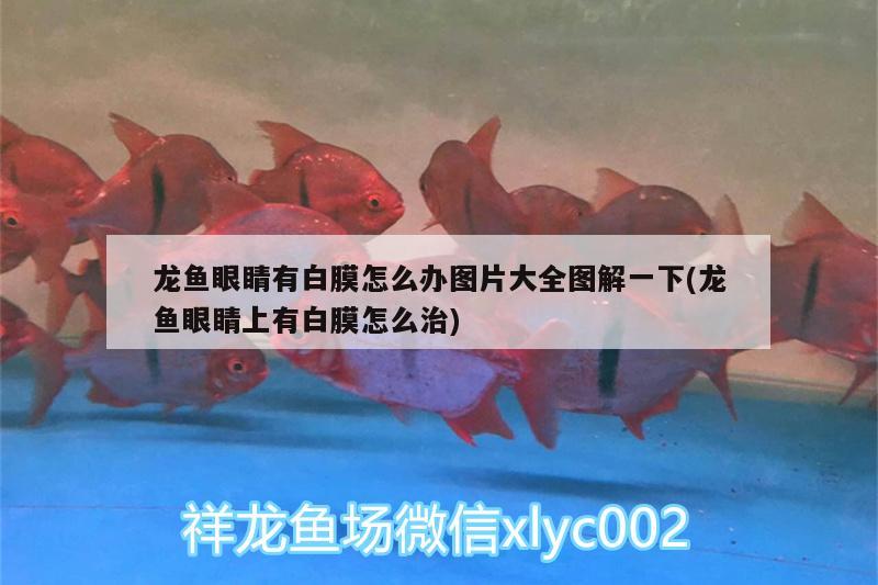 龍魚眼睛有白膜怎么辦圖片大全圖解一下(龍魚眼睛上有白膜怎么治) 白子銀版魚