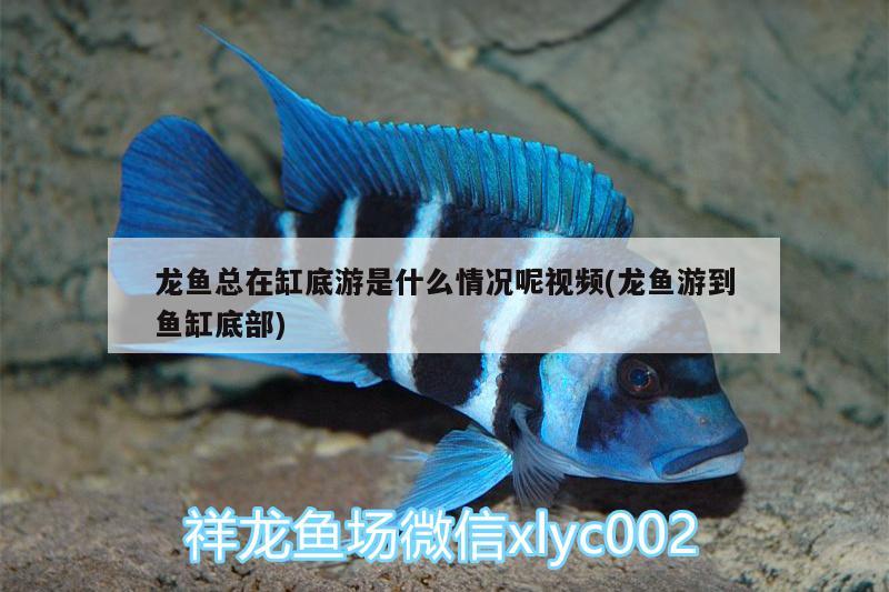 龍魚總在缸底游是什么情況呢視頻(龍魚游到魚缸底部)