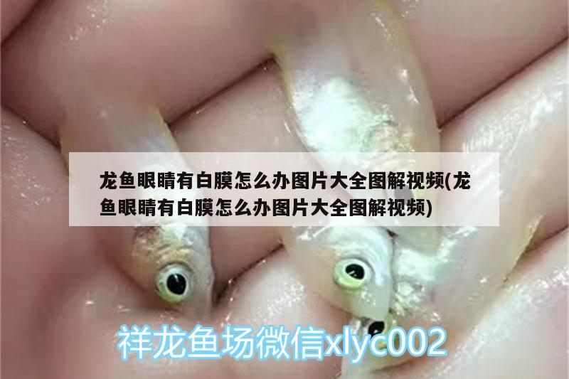 龍魚眼睛有白膜怎么辦圖片大全圖解視頻(龍魚眼睛有白膜怎么辦圖片大全圖解視頻) 蘇虎