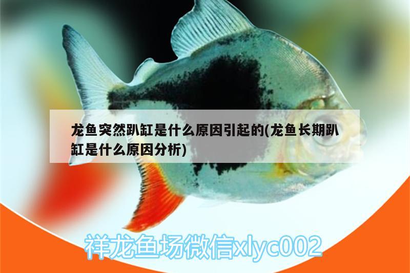 龍魚突然趴缸是什么原因引起的(龍魚長期趴缸是什么原因分析)