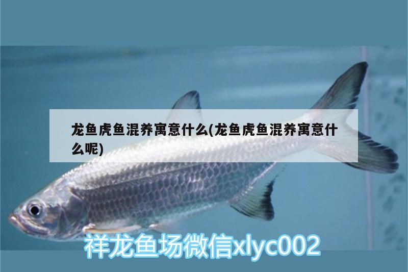 龍魚虎魚混養(yǎng)寓意什么(龍魚虎魚混養(yǎng)寓意什么呢)