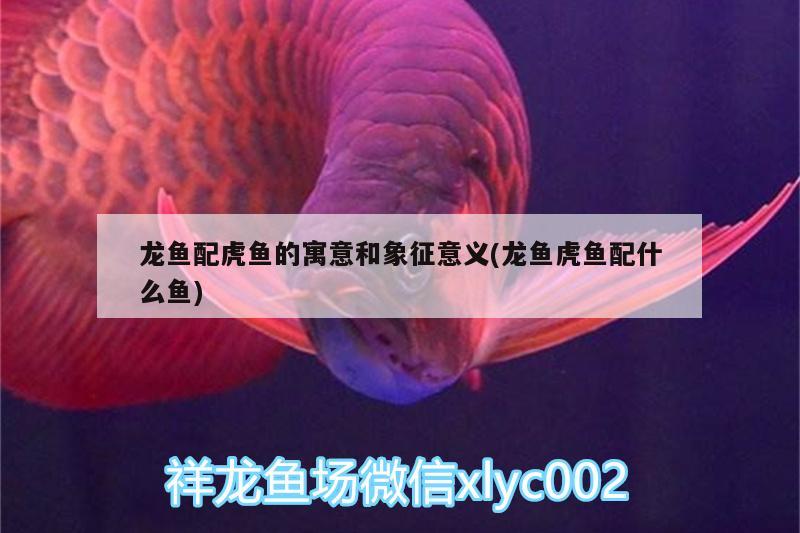 龍魚配虎魚的寓意和象征意義(龍魚虎魚配什么魚)