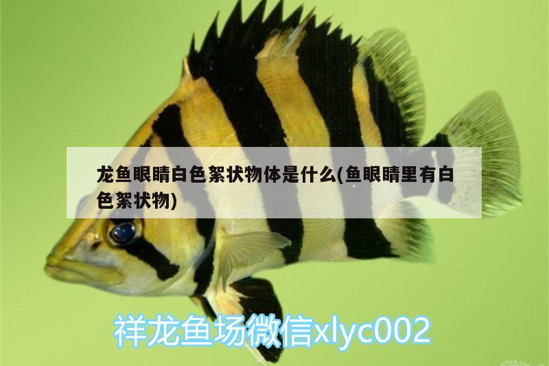 龍魚眼睛白色絮狀物體是什么(魚眼睛里有白色絮狀物)