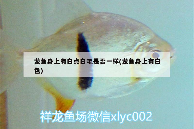 軟炸龍利魚（零失敗）的做法，炸龍利魚的家常做法大全家常做法大全家常做法大全 白子紅龍魚 第1張