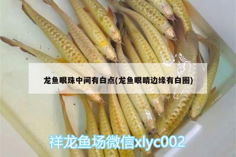 龍魚眼珠中間有白點(diǎn)(龍魚眼睛邊緣有白圈)