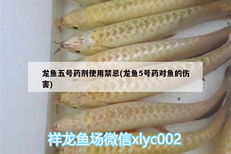 龍魚五號藥劑使用禁忌(龍魚5號藥對魚的傷害)