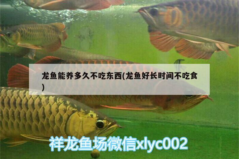 龍魚能養(yǎng)多久不吃東西(龍魚好長(zhǎng)時(shí)間不吃食)