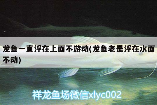 龍魚一直浮在上面不游動(龍魚老是浮在水面不動) 潛水泵