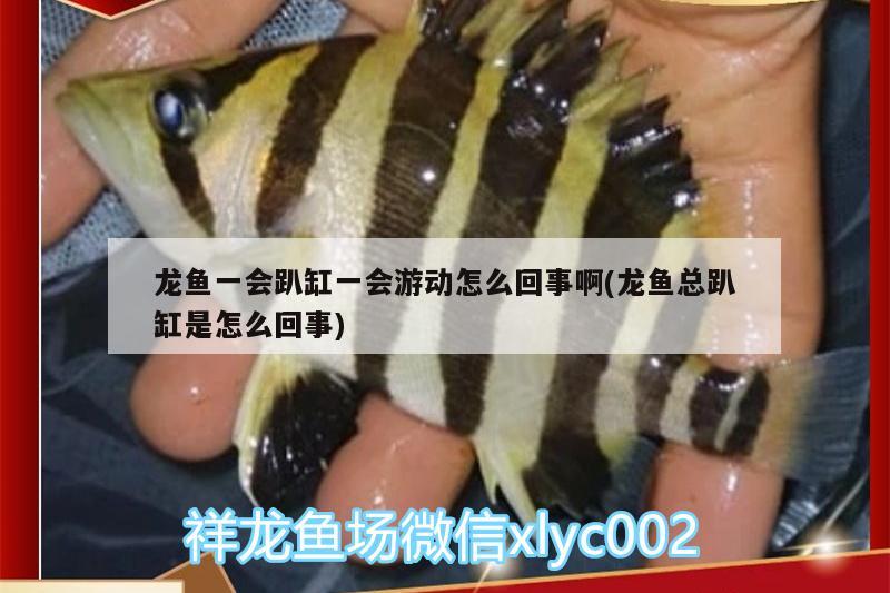 龍魚一會趴缸一會游動怎么回事啊(龍魚總趴缸是怎么回事)