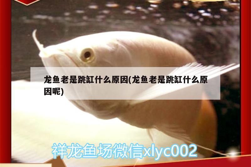 龍魚老是跳缸什么原因(龍魚老是跳缸什么原因呢) 綠皮皇冠豹魚