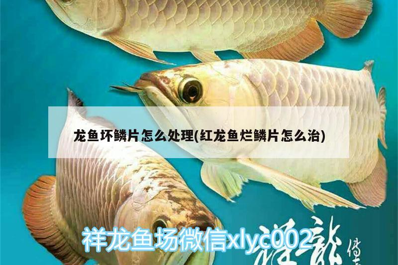 龍魚(yú)壞鱗片怎么處理(紅龍魚(yú)爛鱗片怎么治) 祥龍魚(yú)場(chǎng)