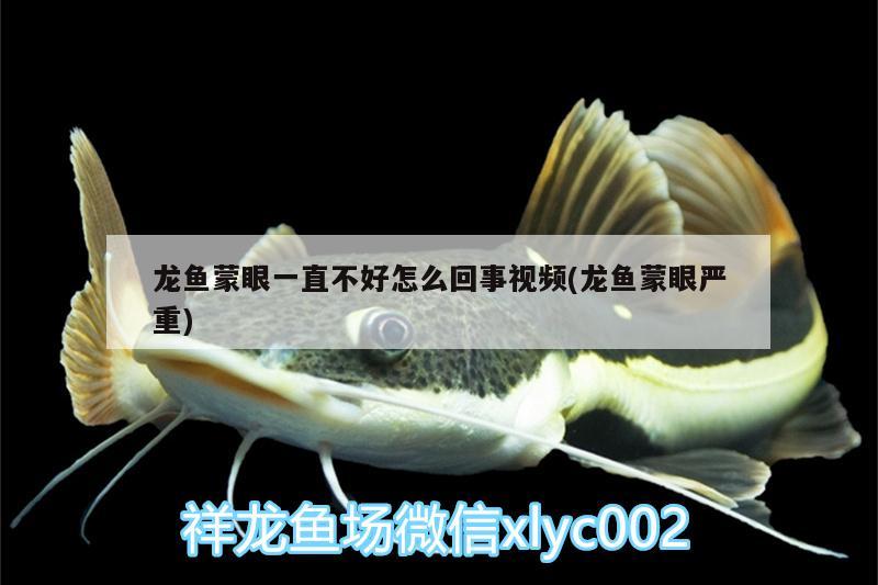 龍魚(yú)蒙眼一直不好怎么回事視頻(龍魚(yú)蒙眼嚴(yán)重) 野彩魚(yú)