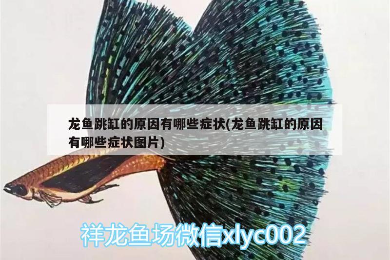 青島魚缸定做需要多少費用，森森水族箱專賣代理商哪里有