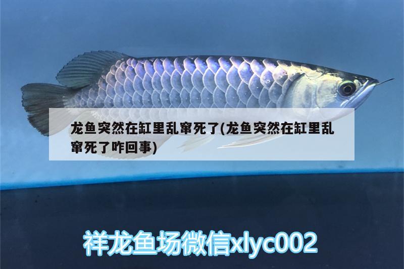 龍魚突然在缸里亂竄死了(龍魚突然在缸里亂竄死了咋回事)